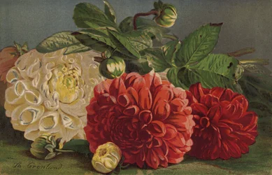 Dahlias